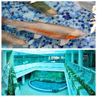 Pyongyang Taedonggang Fish Restaurant