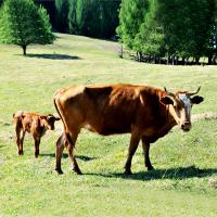 락원무역총회사