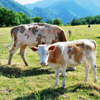 락원무역총회사