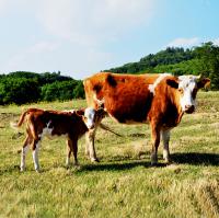 락원무역총회사