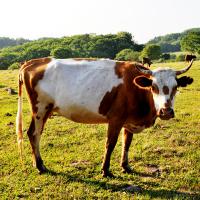 락원무역총회사