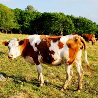 락원무역총회사