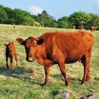 락원무역총회사